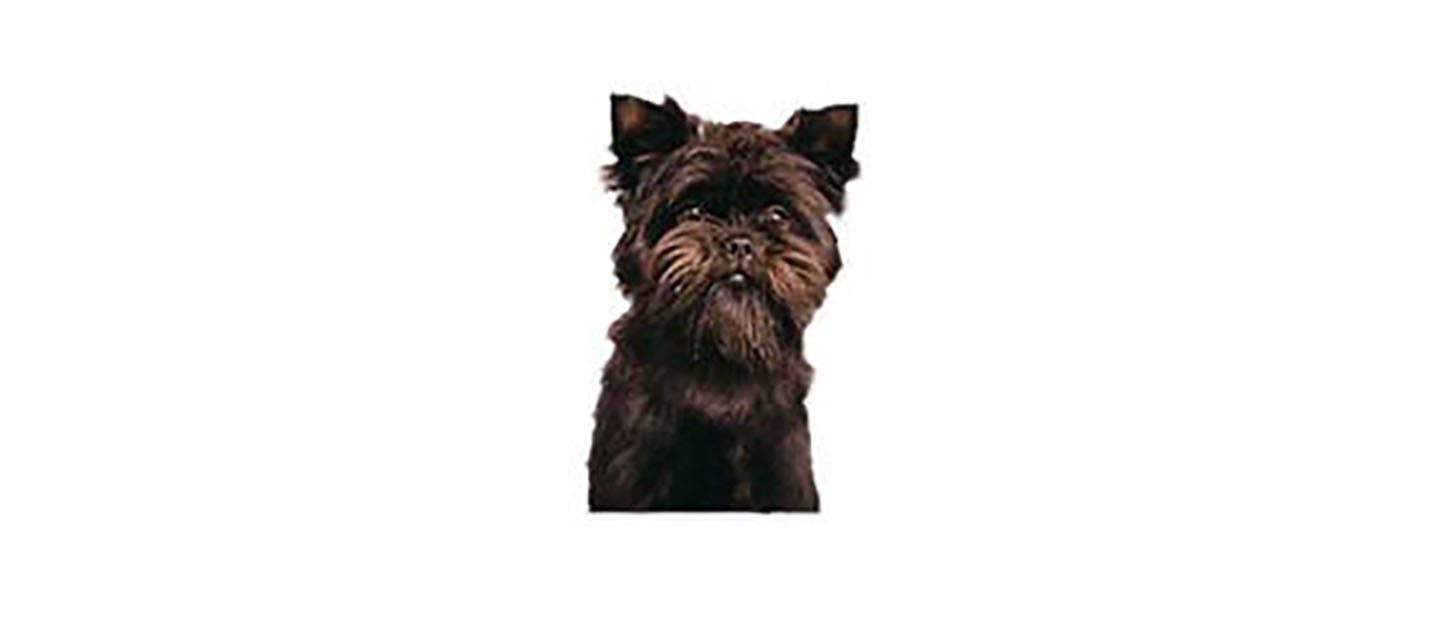 Affenpinscher