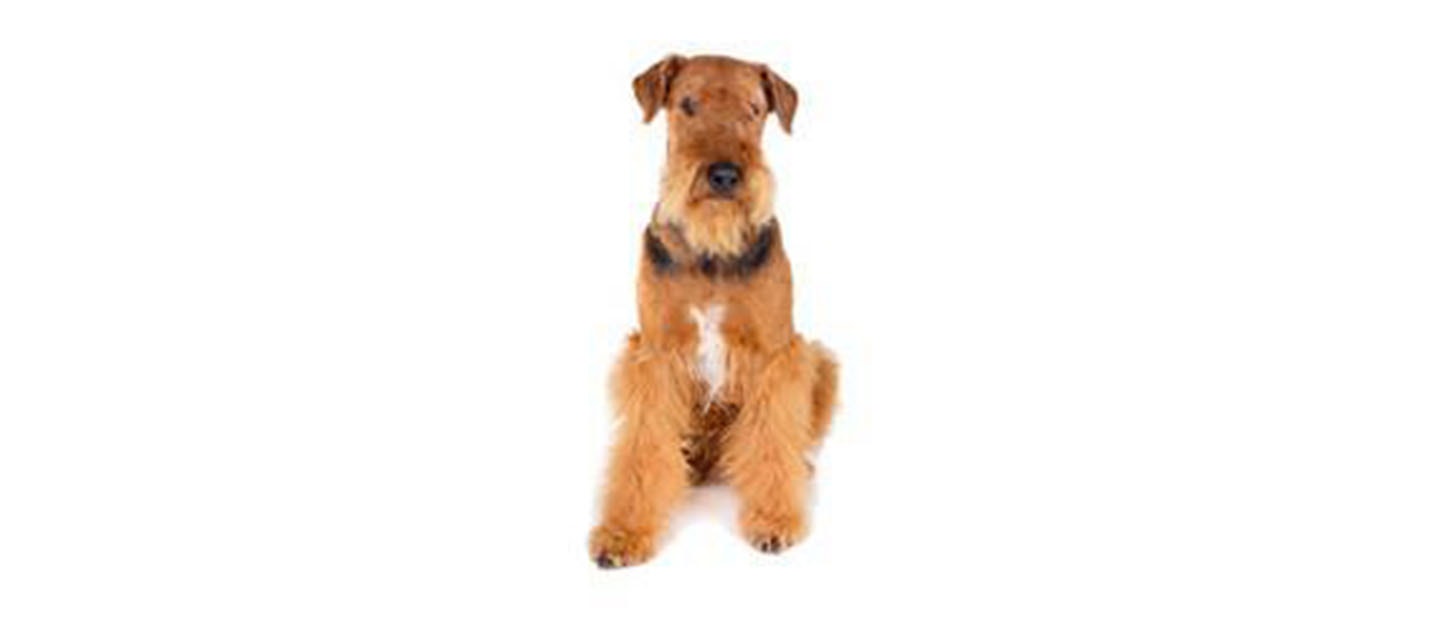 Airedale Terrier