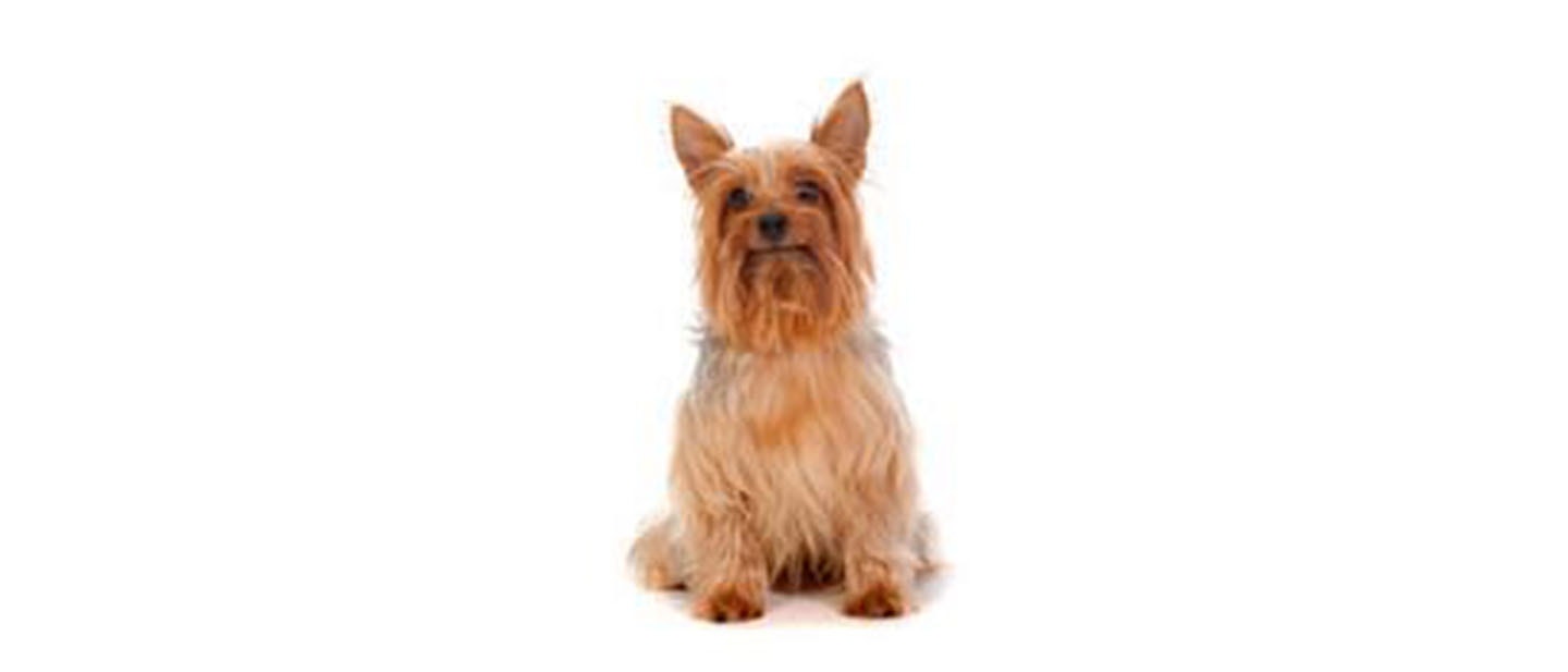 Australian Silky Terrier