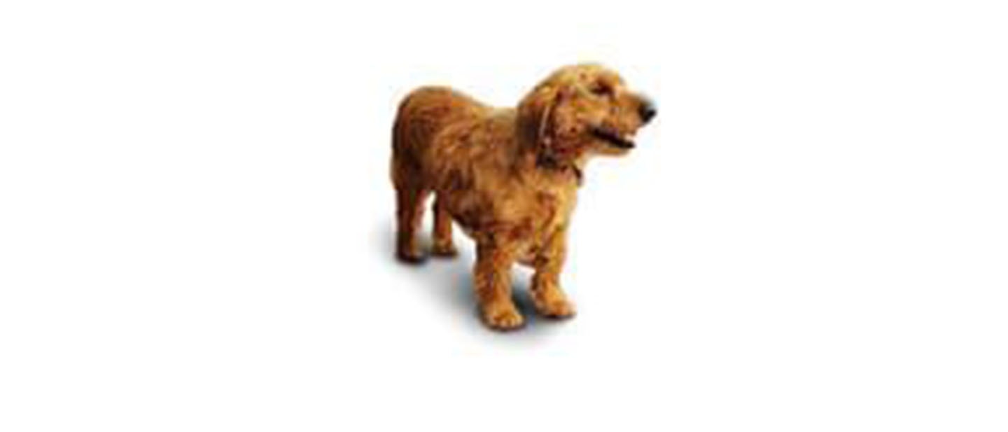 Basset Fauve de Bretaña