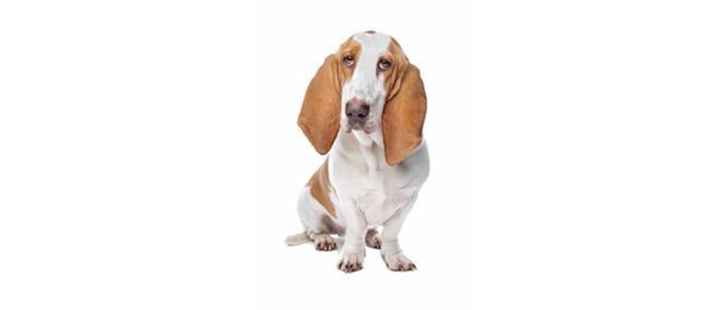 Basset Hound