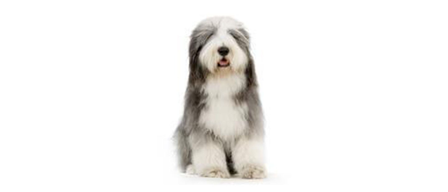 Bearded Collie
