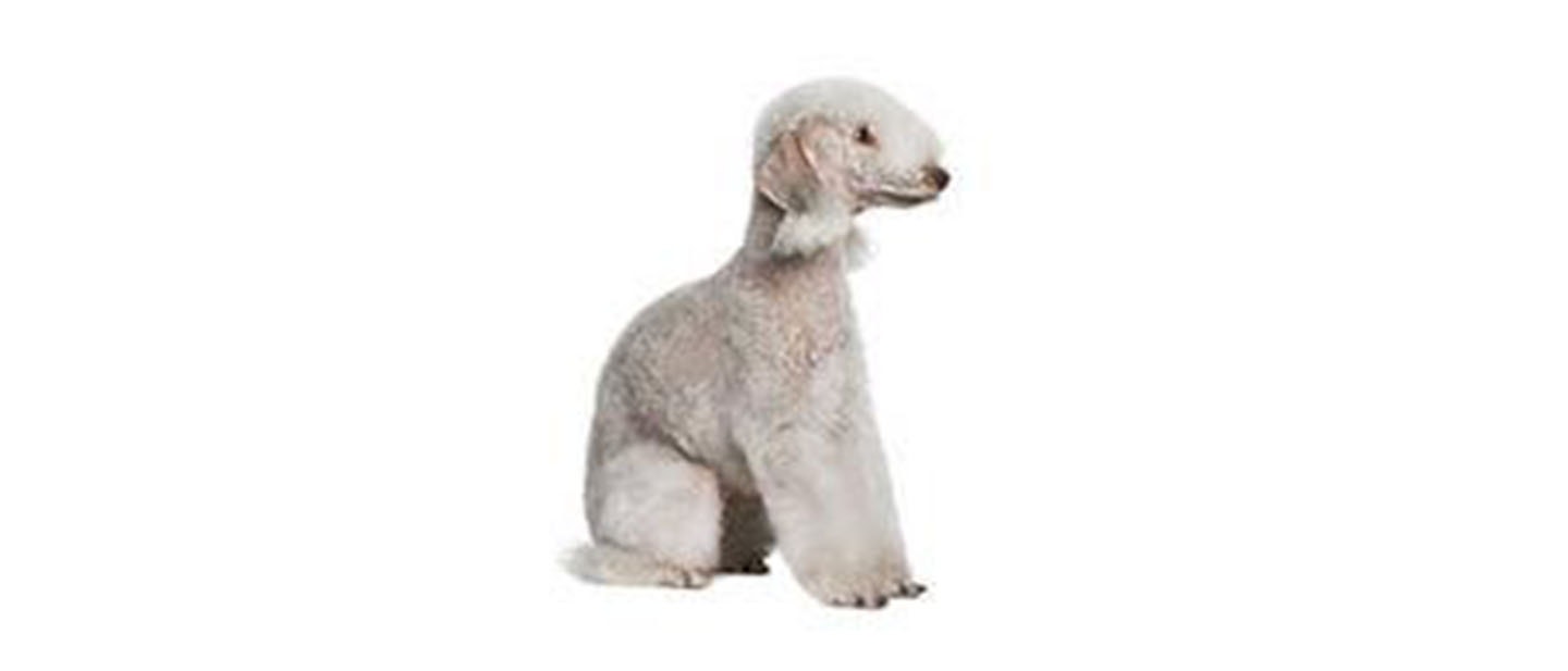 Bedlington Terrier