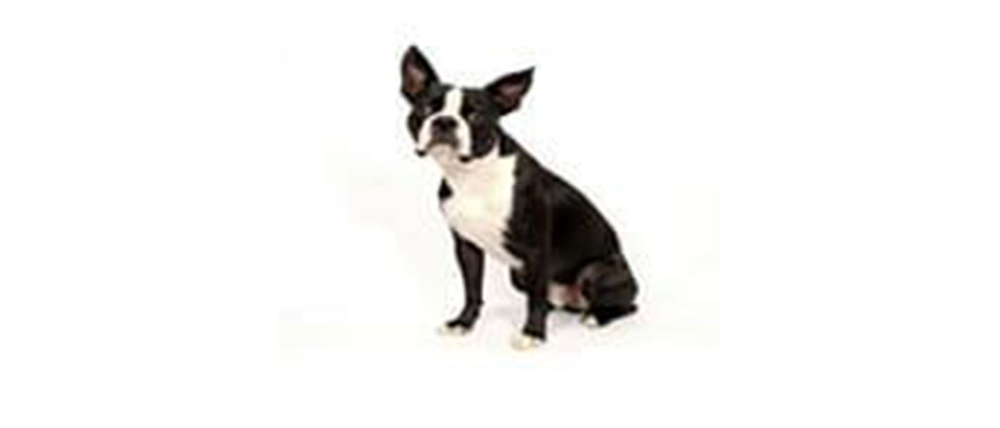 Boston Terrier
