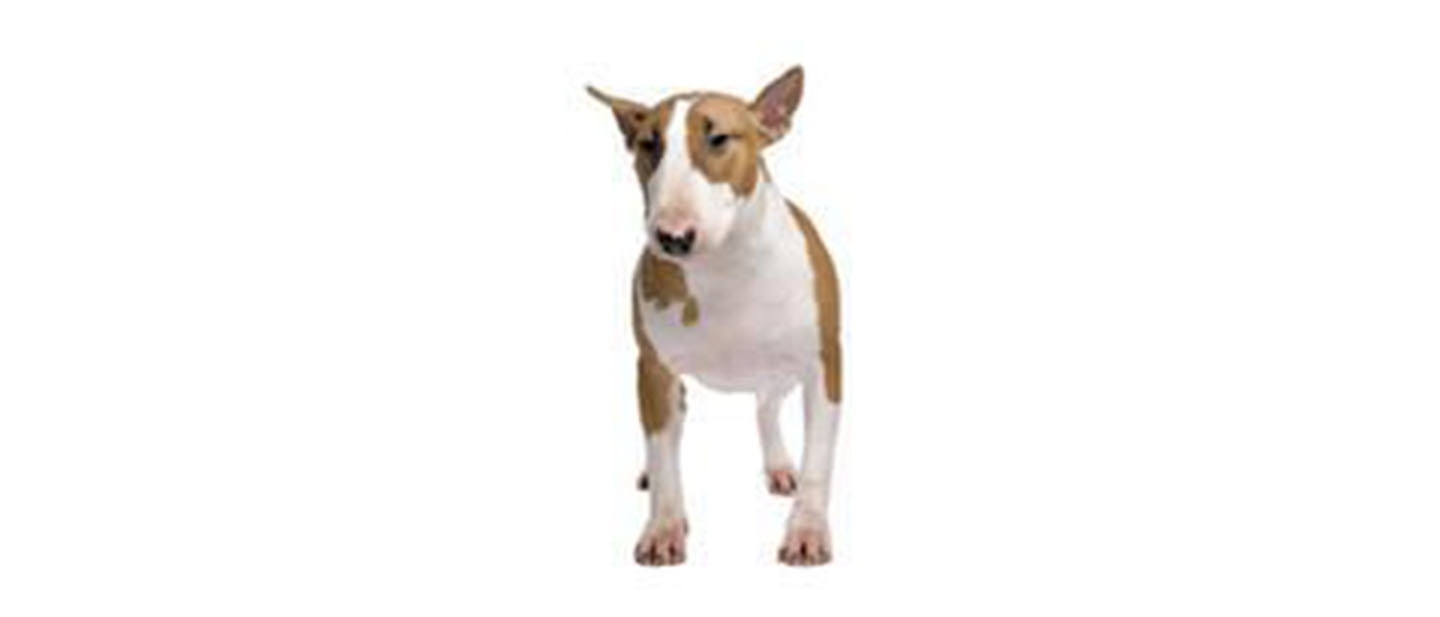 Bull Terrier