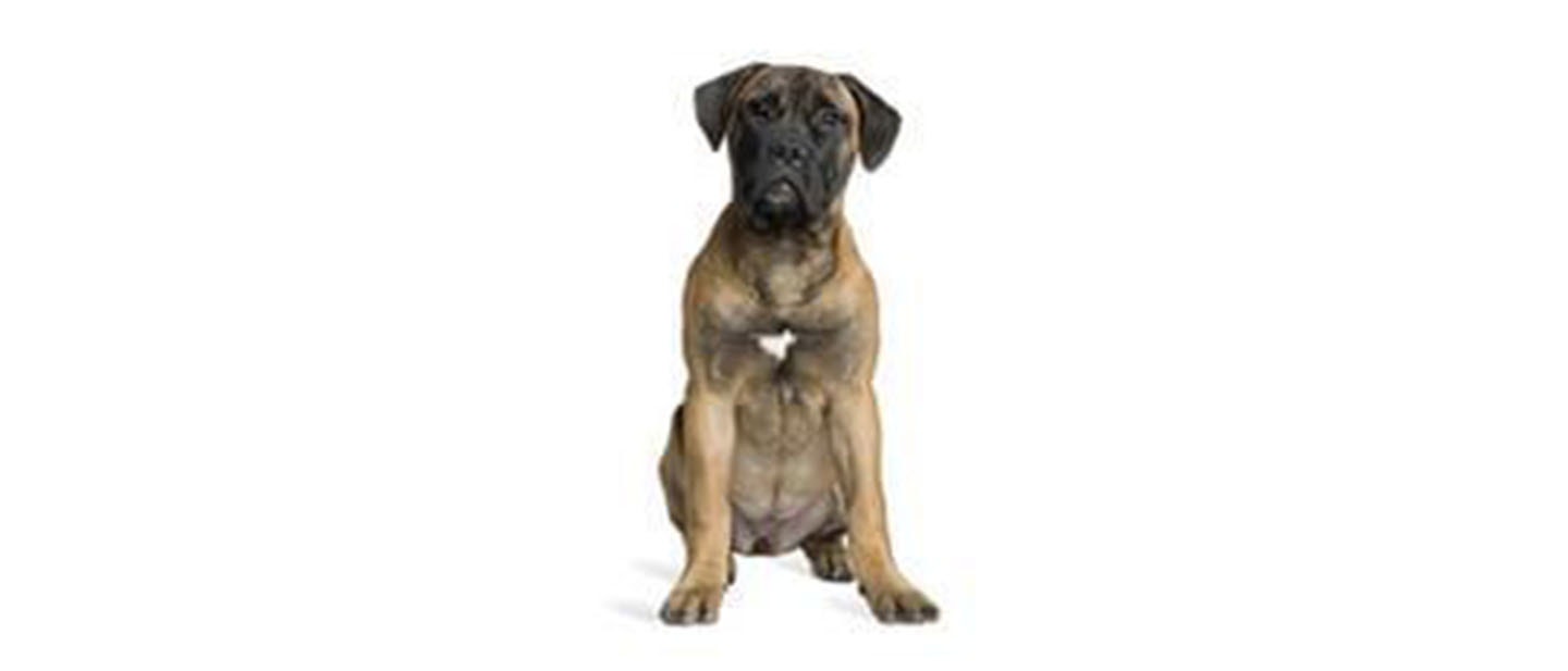 Bullmastiff