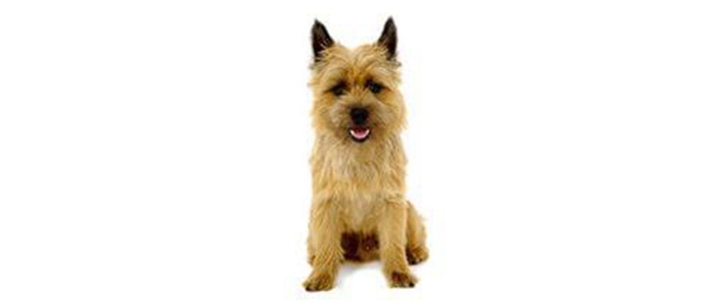 Cairn Terrier