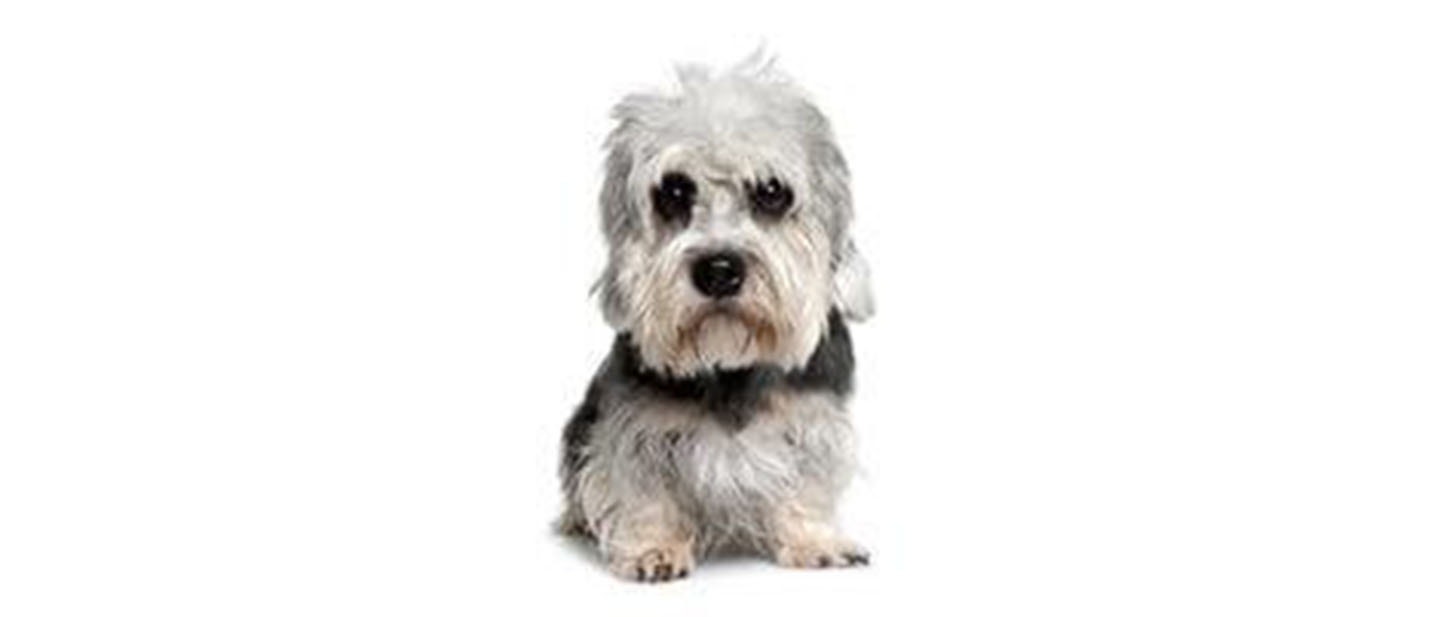 Dandie Dinmont Terrier