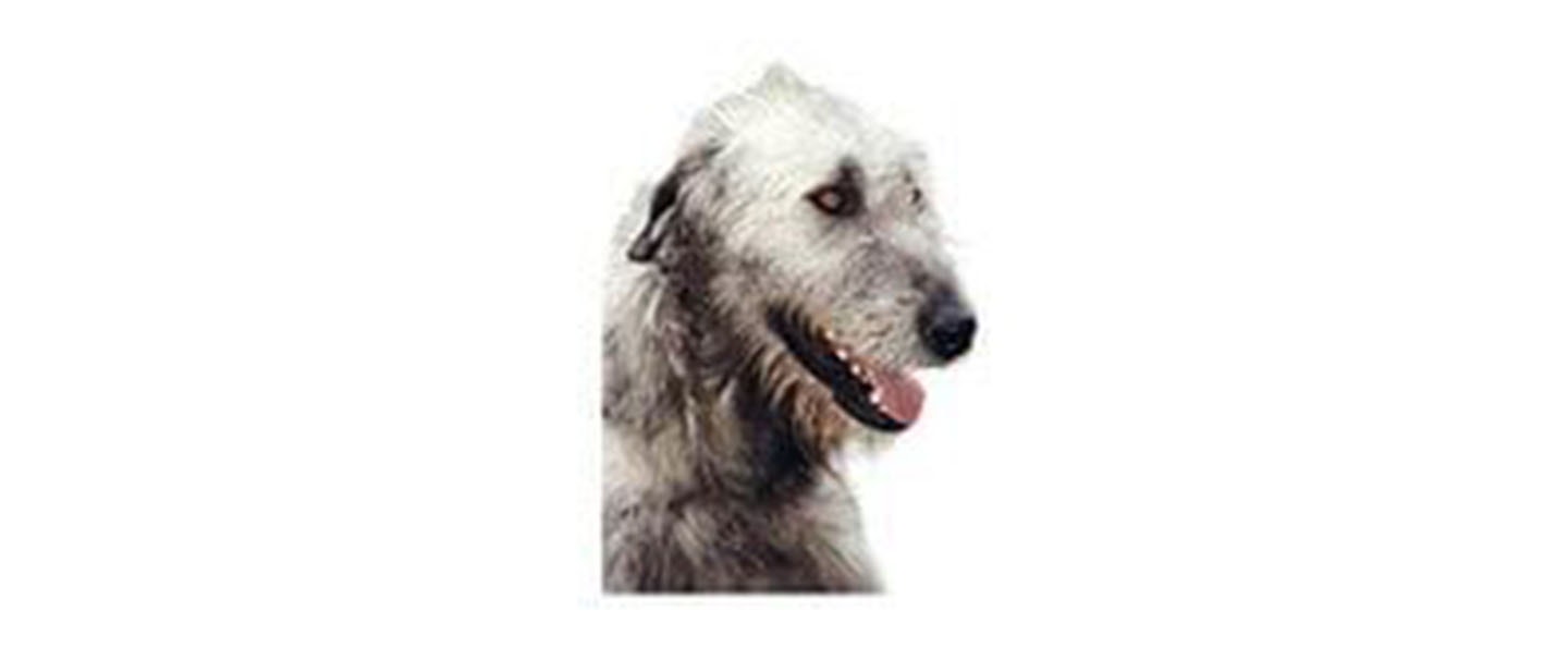 Deerhound