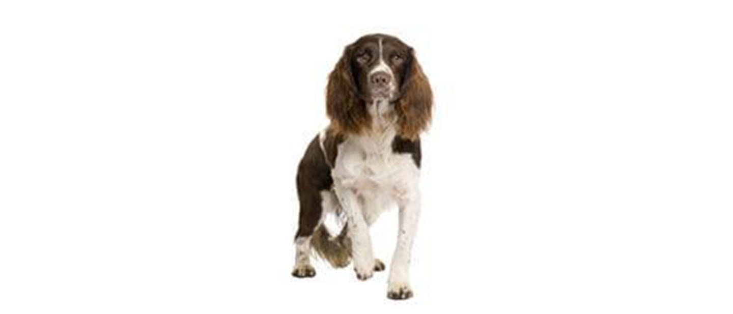 English Springer Spaniel