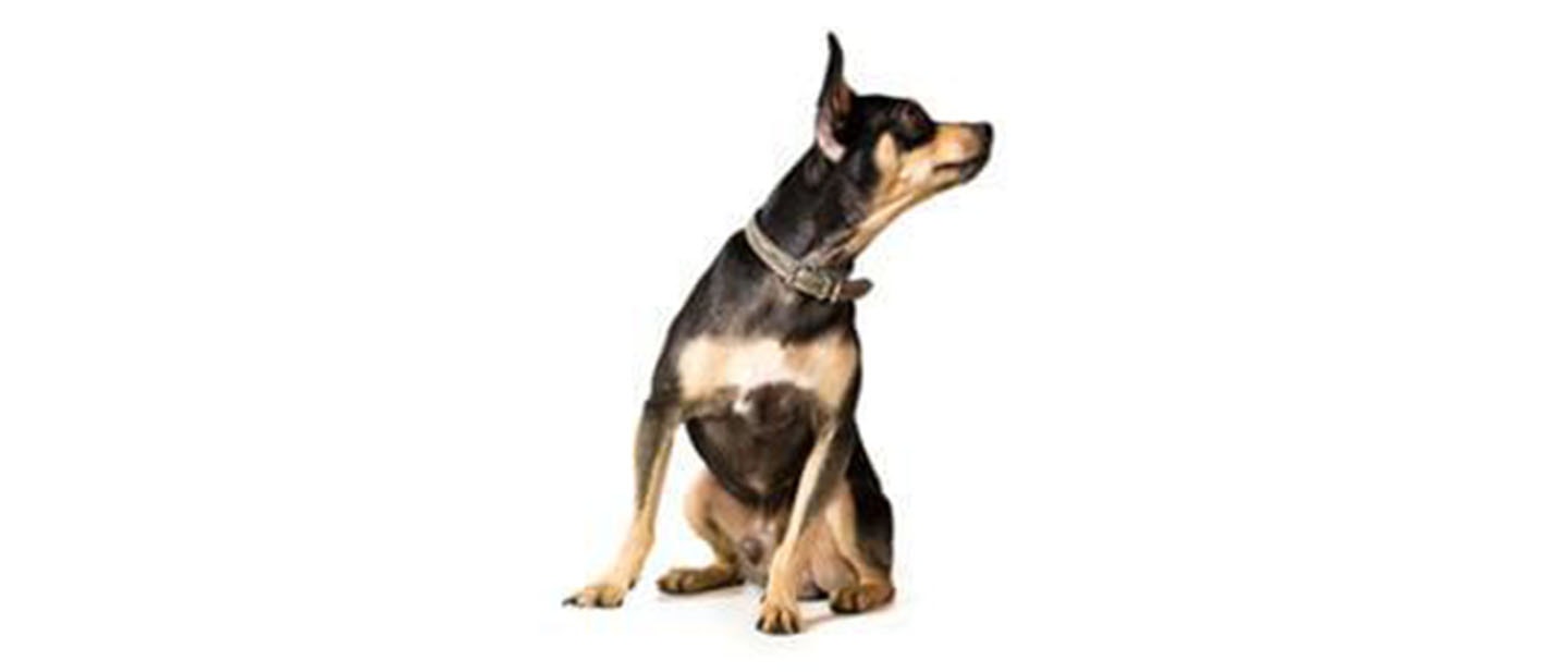 English Toy Terrier