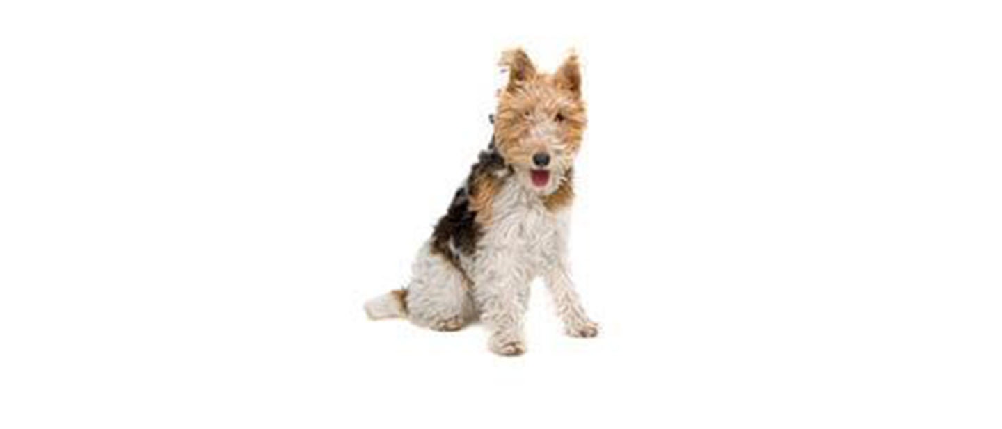 Fox Terrier