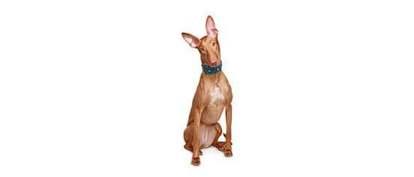 Galgo de los faraones