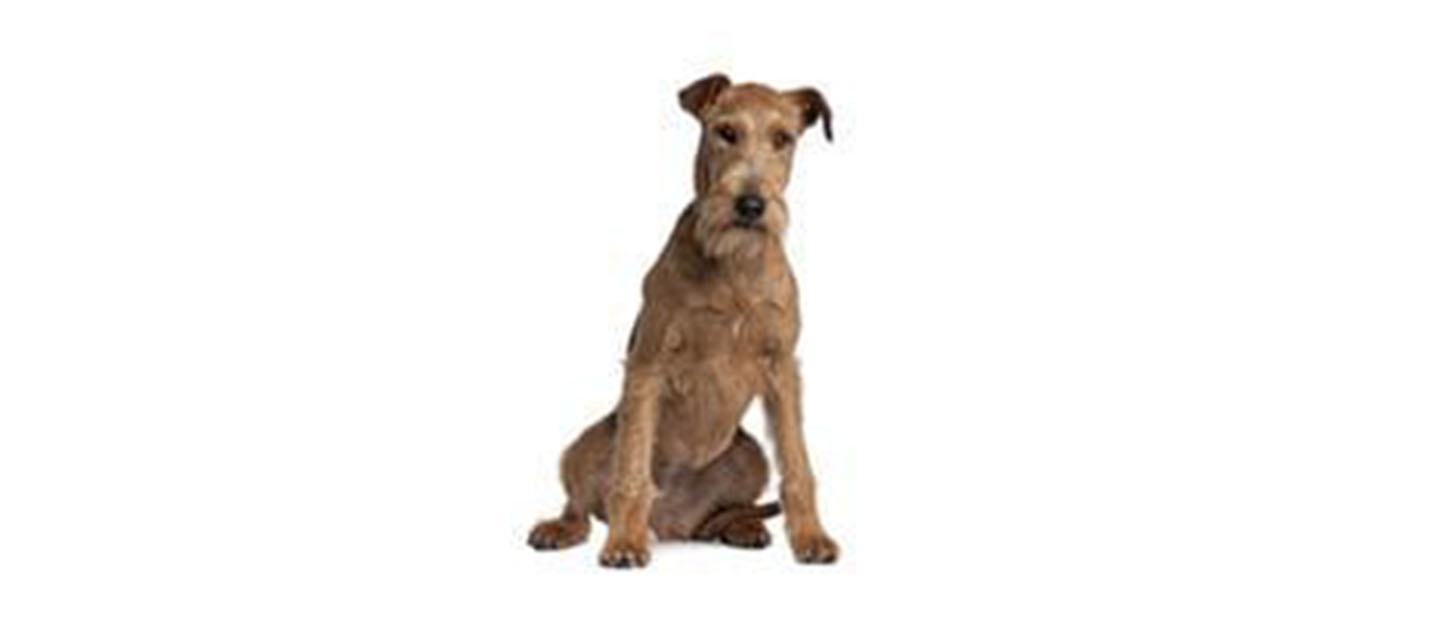 Irish Terrier