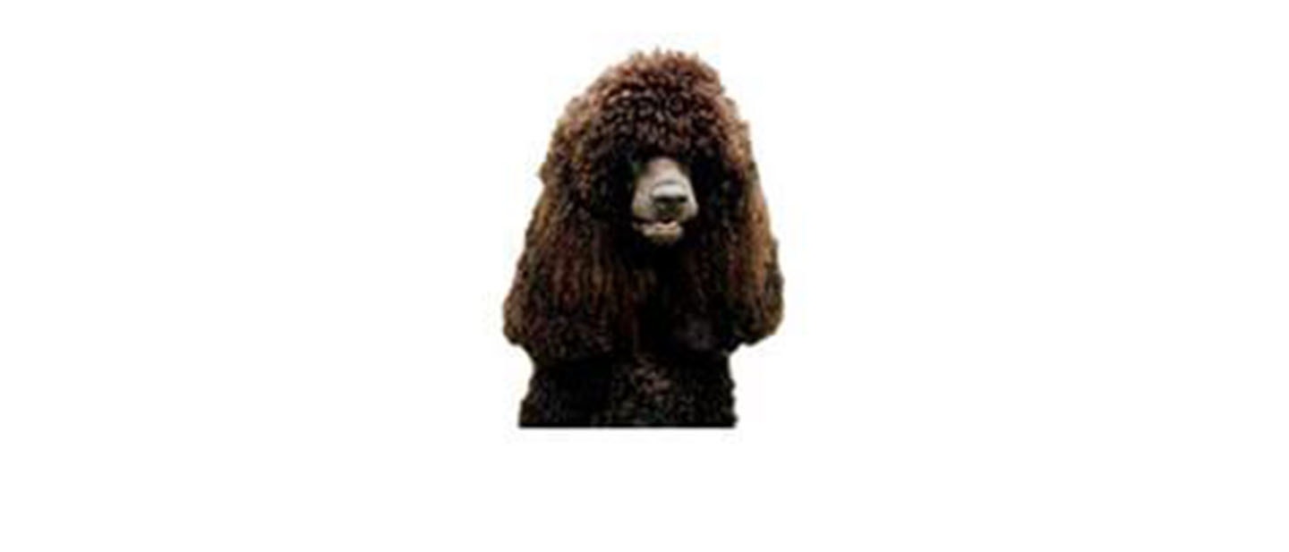 Irish Water Spaniel