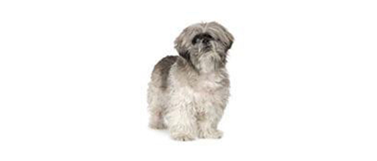 Lhasa Apso