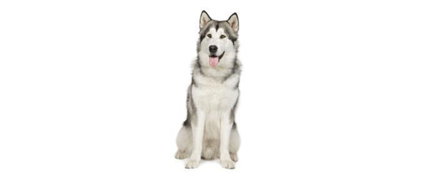 Malamute de Alaska