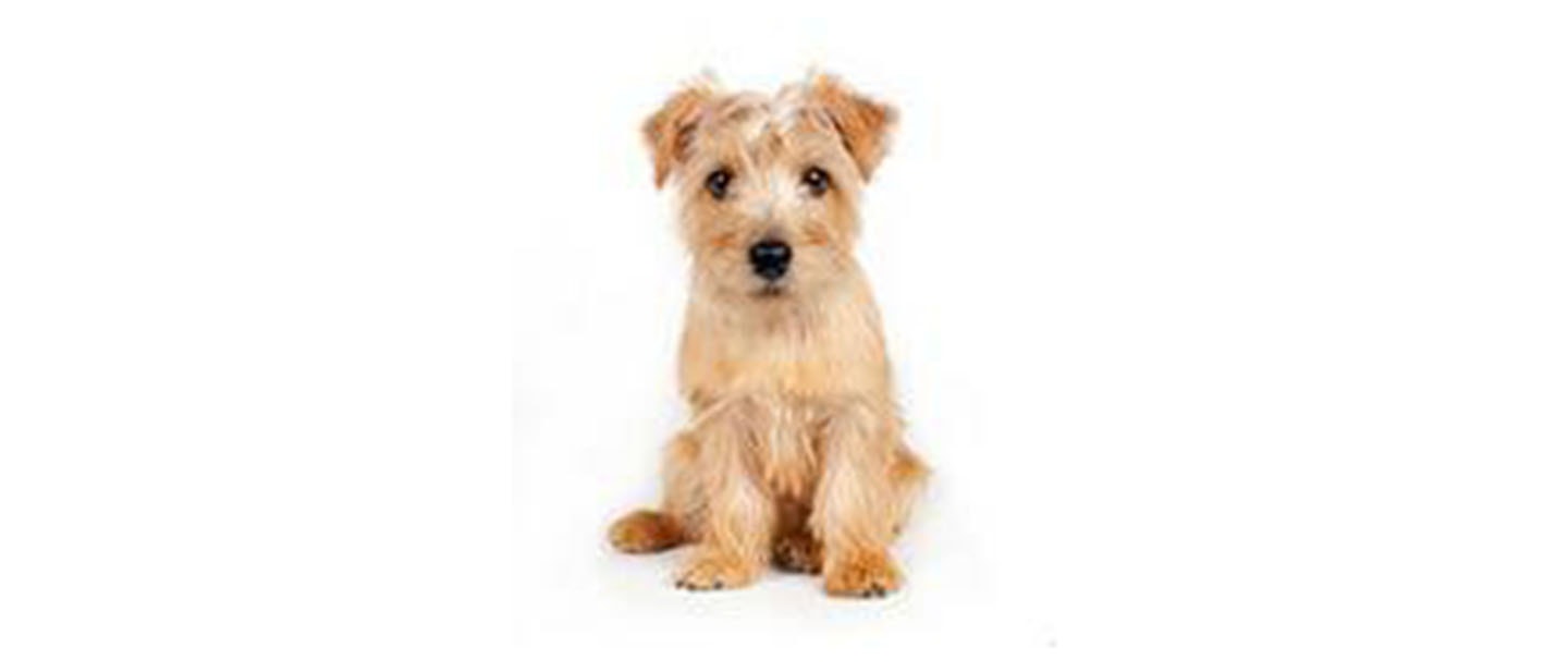 Norfolk Terrier