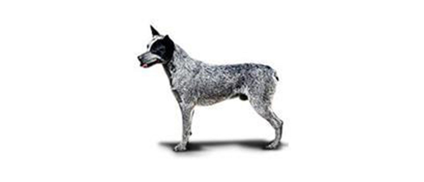 Perro de ganado australiano de cola corta