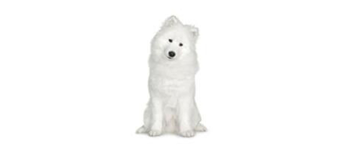 Samoyedo