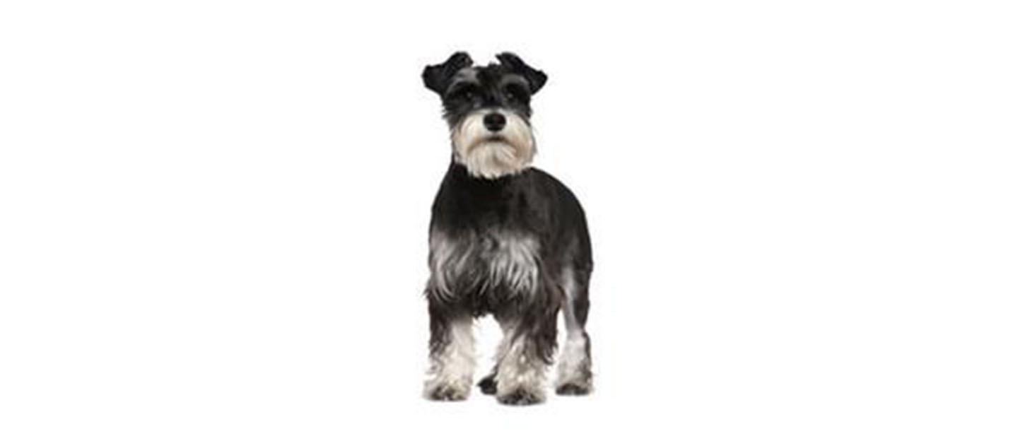 Schnauzer