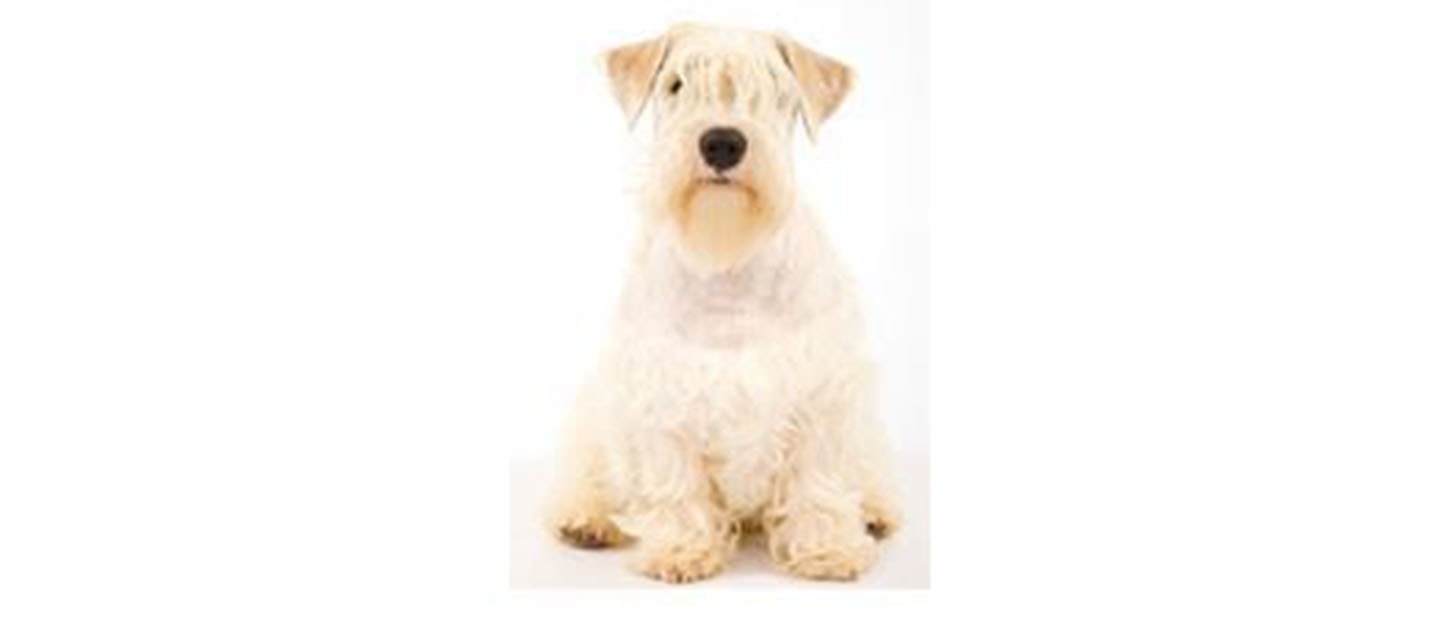 Sealyham Terrier