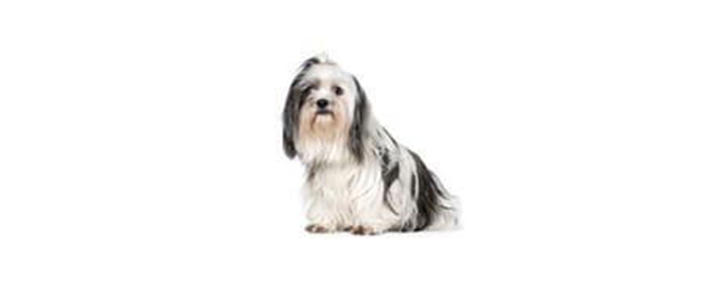 Shih Tzu