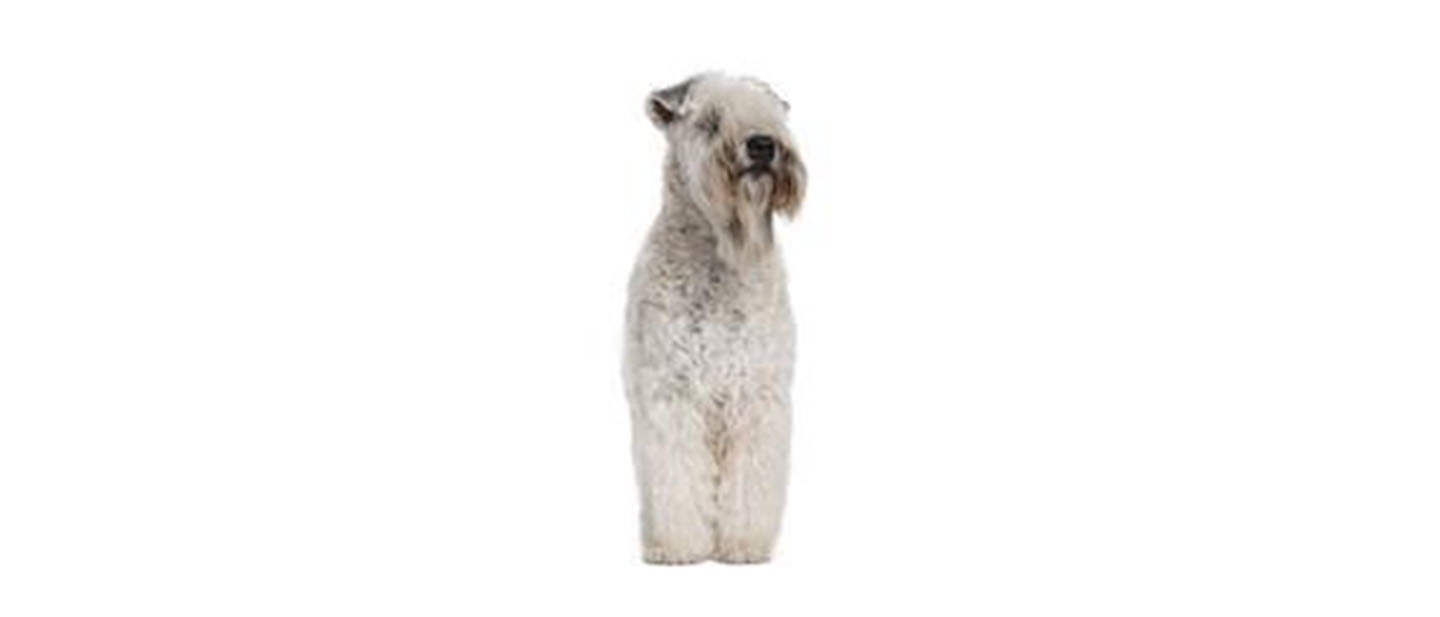 Soft Coated Wheaten Terrier