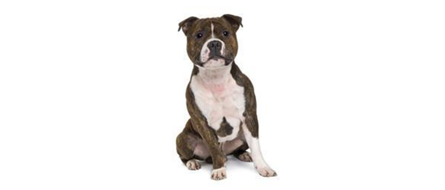 Staffordshire Bull Terrier