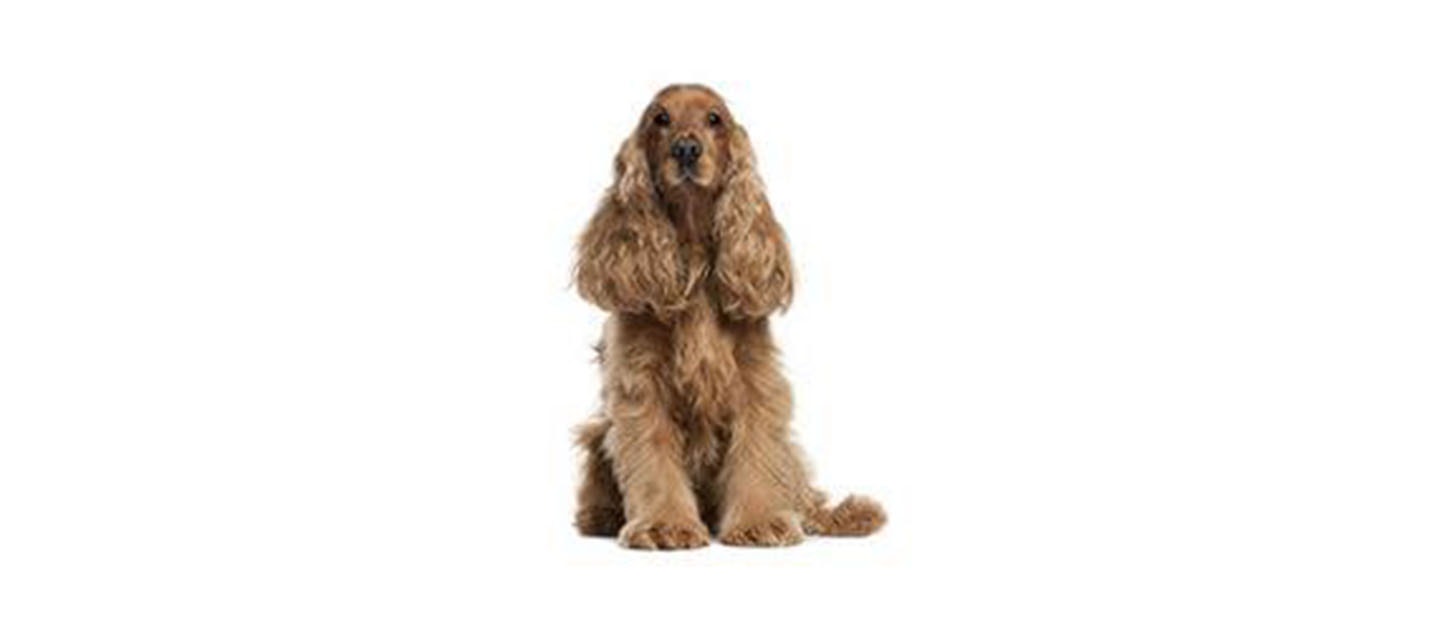 Sussex Spaniel