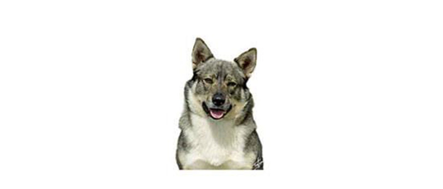 Vallhund sueco