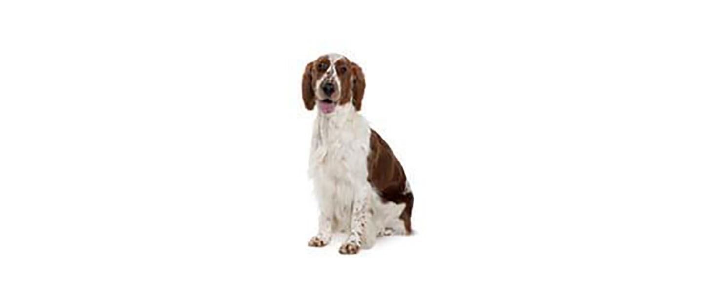 Welsh Springer Spaniel