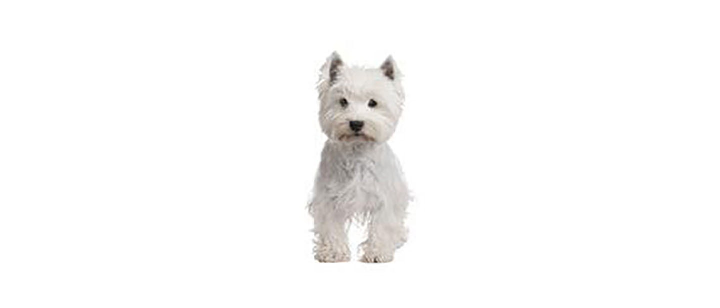 West Highland White Terrier