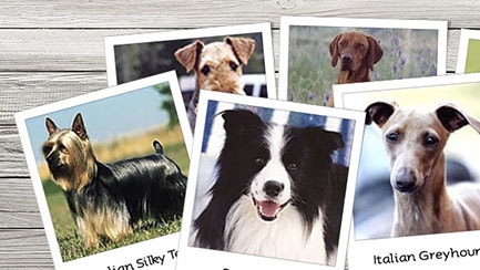 ¿Cuál es el perro perfecto para ti?