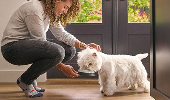 Sugerencias de alimentación para perros